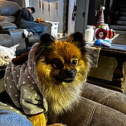 Koda joined the competition — help win amazing prizes! dog, pomeranian, hoodie, couch, leather, living_room, clock, person, napping, white_dog, decor, holiday, family_sign, furniture, pet, cozy, indoor, relaxing, curious, casual