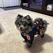 Sitka joined the competition — help win amazing prizes! animal, bandana, cabinet, carpet, clothing, cute, decor, dog, floor, fluffy, fur, happy, indoor, living_room, pet, puppy, small_dog, smiling, standing, tail