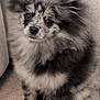 animal, black_and_white, carpet, companion, couch, cute, dog, domestic_animal, ears, face, fluffy, fur, furry, indoor, pet, pomeranian, puppy, sitting, small_dog, speckled