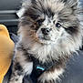 animal, black_harness, car_interior, close_up, companion, curious, cute, dog, fluffy, furry, harness, indoors, pet, pommeranian, seat, sitting, small_dog, speckled_fur, window, yellow_blanket
