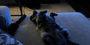 Sitka joined the competition — help win amazing prizes! cat, indoor, couch, television, microphone, desk, carpet, remote_control, can, headphones, blanket, relaxing, pet, stretching, living_room, furniture, dark, cozy, technology, cord