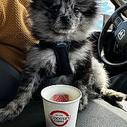 Sitka joined the competition — help win amazing prizes! puppy, dog, fluffy, black_and_grey, car_seat, paper_cup, dog_treat, Scooter's_coffee, steering_wheel, interior, vehicle, cute, pet, fur, sitting, closeup, road_trip, animal, companion, leash