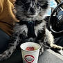 puppy, dog, fluffy, black_and_grey, car_seat, paper_cup, dog_treat, Scooter's_coffee, steering_wheel, interior, vehicle, cute, pet, fur, sitting, closeup, road_trip, animal, companion, leash