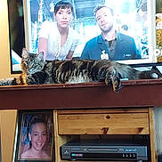 Lady joined the competition — help win amazing prizes! cat, long_hair, tabby, pet, animal, indoors, living_room, television, tv_stand, furniture, wood, relaxed, lying_down, paw, portrait, electronics, framed_photo, home_decor, sitting_area, photograph