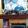 cat, long_hair, tabby, pet, animal, indoors, living_room, television, tv_stand, furniture, wood, relaxed, lying_down, paw, portrait, electronics, framed_photo, home_decor, sitting_area, photograph