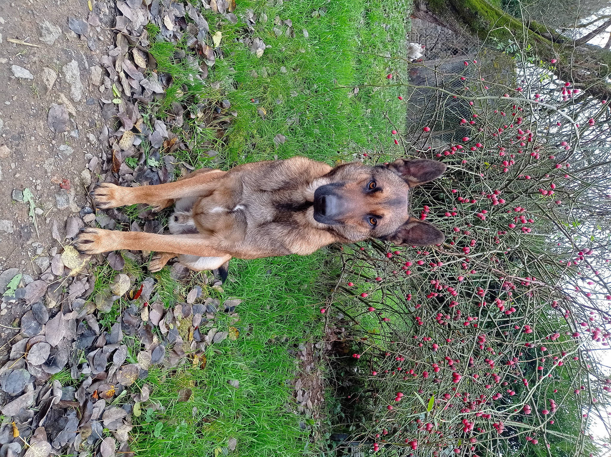 Buck participe au concours pour gagner de l'argent avec cette photo : canidae, canis, carnivore, dog, dog_breed, fawn, flower, grass, groundcover, plant, shrub, snout, soil, sporting_group, sulimov_dog, tail, terrestrial_animal, trunk, wildlife, working_animal