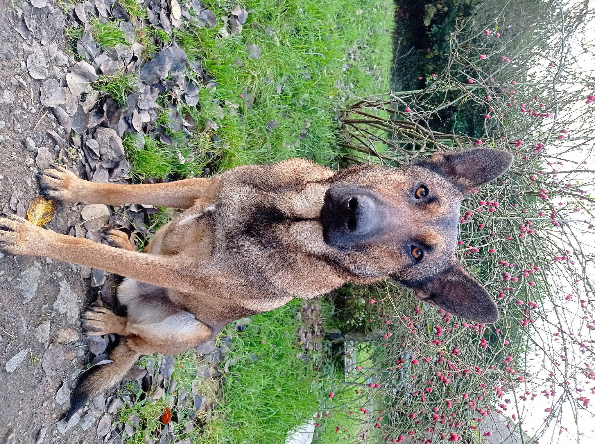 Buck participe au concours pour gagner de l'argent avec cette photo : canidae, canis, carnivore, dog, dog_breed, fawn, fur, german_shepherd_dog, grass, plant, snout, sporting_group, terrestrial_animal, twig, wildlife, working_animal