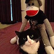 Puma is registered to the contest to win money with this photo: cat, black_and_white_cat, stuffed_animal, sock_monkey, bed, bedroom, curtains, indoor, pet, toy, green_eyes, feline, plush, fabric, soft_toy, animal, domestic_animal, relaxed, close_up, cozy