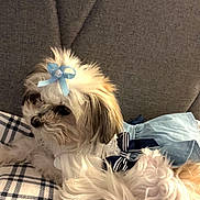 Lala is registered to the contest to win money with this photo: dog, pet, bow, dress, plaid_blanket, couch, fur, cute, small_dog, white_fur, brown_fur, blue_bow, blue_dress, indoor, resting, animal, companion, cozy, cute_pet, portrait