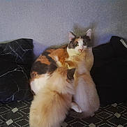 Chipie participe au concours pour gagner de l'argent avec cette photo : animal, calico_cat, cat, cozy, cuddle, cute, domestic_cat, ears, feline, fluffy, fur, indoor, kitten, mammal, patterned_surface, pets, pillow, resting, two_kittens, whiskers