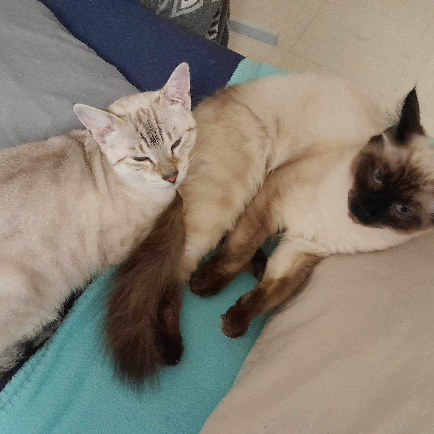 Chouquette Caramel participe au concours pour gagner de l'argent avec cette photo : cat, cats, feline, pets, resting, sleepy, cozy, bed, blanket, pillow, fur, tail, blue_eyes, indoor, animal, cute, relaxed, companions, two, friendship