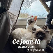 Chouquette Caramel participe au concours pour gagner de l'argent avec cette photo : cat, cats, window, curtain, cat_tree, fluffy, indoor, pets, feline, resting, two_animals, domestic_animal, fur, ears, whiskers, daylight, home, cozy, relaxed, animal_portrait