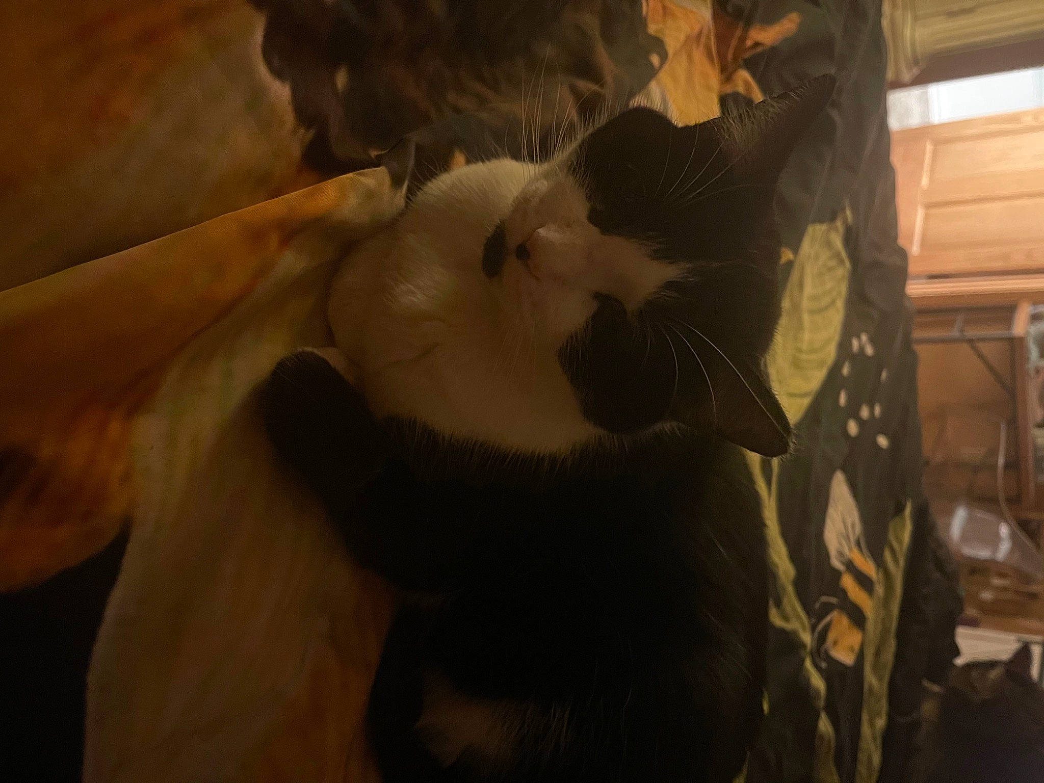 Lucky is registered to the contest to win money with this photo: abdomen, art, carnivore, cg_artwork, chest, darkness, fawn, felidae, fictional_character, fur, gesture, jaw, long_hair, small_to_medium_sized_cats, tail, tints_and_shades, trunk, visual_arts, whiskers, wood