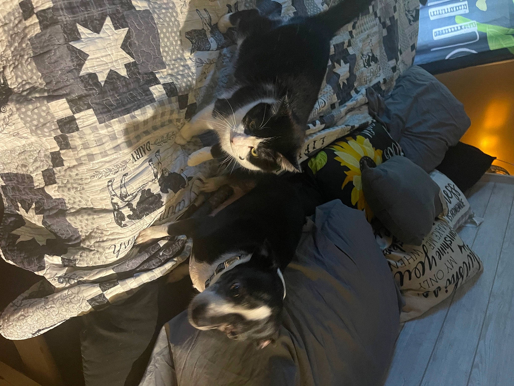 Lucky is registered to the contest to win money with this photo: art, auto_part, automotive_tire, automotive_wheel_system, glove, hat, headgear, helmet, military_camouflage, outerwear, pattern, personal_protective_equipment, plant, shoe, television, tree, visual_arts, wing, winter