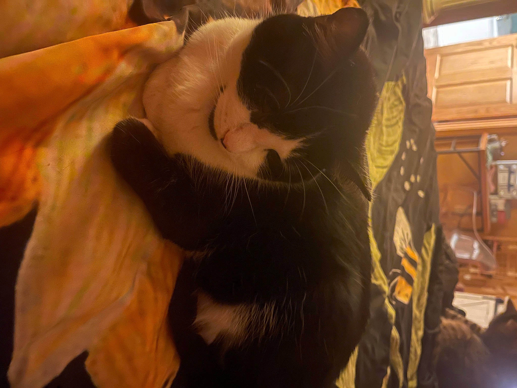 Lucky joined the competition — help win amazing prizes! black_cat, carnivore, cat, cat_supply, claw, comfort, domestic_short_haired_cat, ear, fawn, felidae, fur, gesture, mammal, nail, pet_supply, small_to_medium_sized_cats, snout, tail, whiskers, wrist