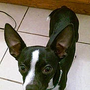 Boots is registered to the contest to win money with this photo: