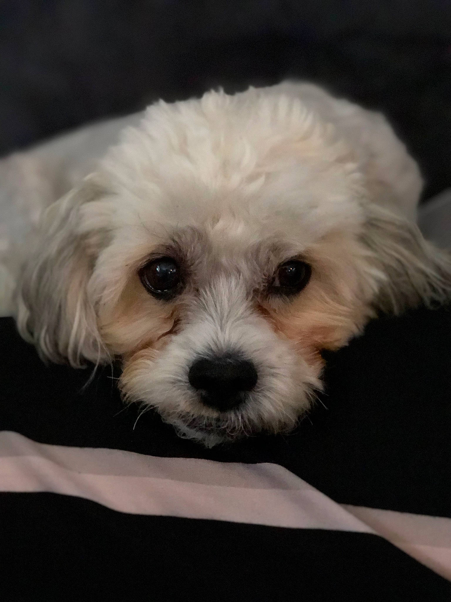 Peaches joined the competition — help win amazing prizes! canidae, carnivore, companion_dog, dog, dog_breed, fur, labradoodle, mal_shi, maltepoo, plant, poodle, puppy_love, shih_poo, small_terrier, snout, sporting_group, terrier, toy_dog, water_dog, working_animal