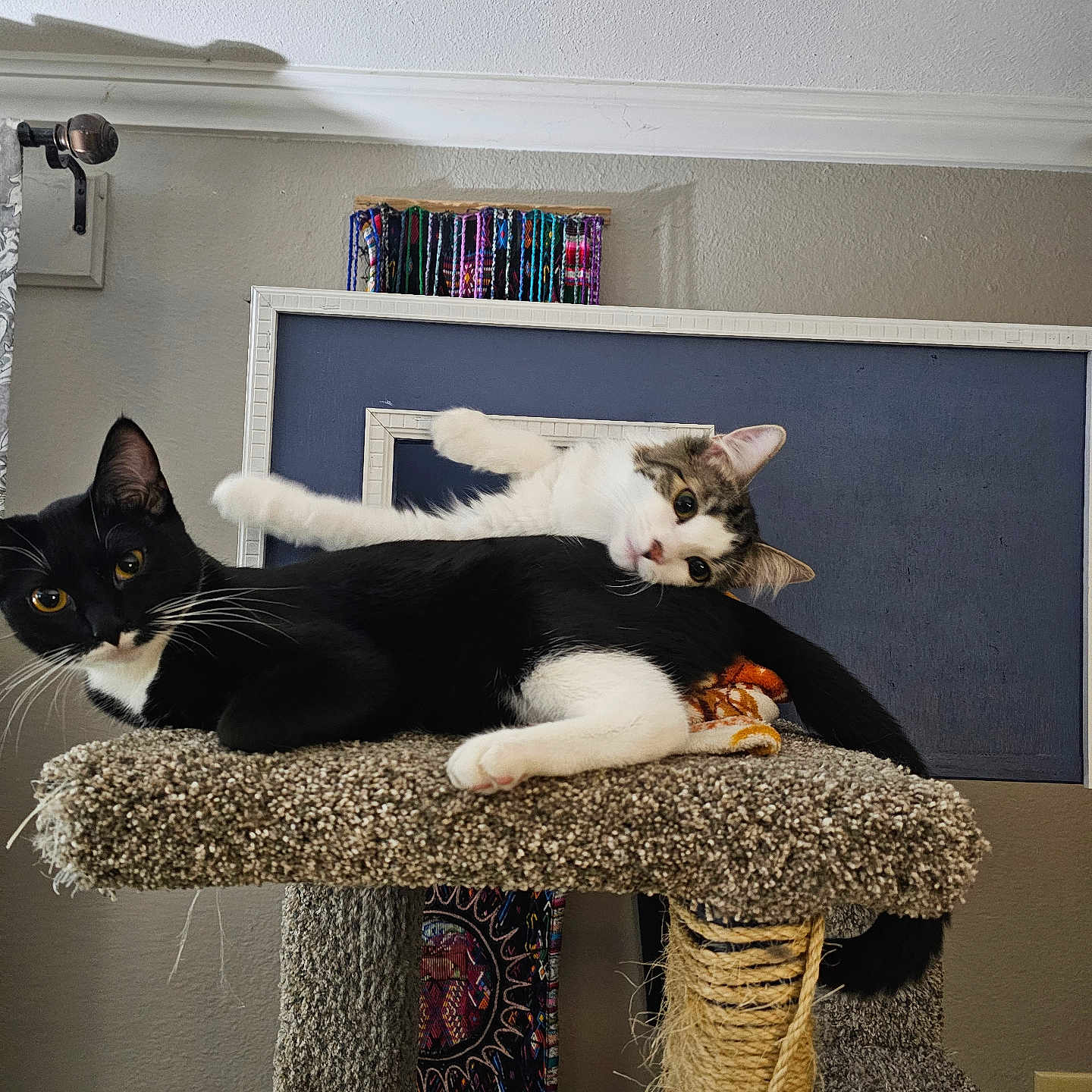 Molly And Popie joined the competition — help win amazing prizes! cat, cats, black_and_white_cat, tabby_cat, cat_tree, carpeted, indoor, feline, pet, cute, resting, playing, animal, whiskers, ears, tail, curious, relaxed, household, domestic