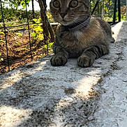 Joyce a rejoint le concours — aidez-le/la à gagner de superbes lots ! cat, cat_like_mammal, domestic_short_haired_cat, fauna, fur, small_to_medium_sized_cats, snout, tabby_cat, tree, whiskers, wildlife