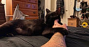 Salem Ross is registered to the contest to win money with this photo: black_cat, cat, tattoo, bed, indoor, furniture, dresser, clothing, guitar, shoes, hand, pet, animal, room, cozy, relaxed, sleeping_cat, human_arm, personal_space, casual
