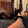 black_cat, cat, tattoo, bed, indoor, furniture, dresser, clothing, guitar, shoes, hand, pet, animal, room, cozy, relaxed, sleeping_cat, human_arm, personal_space, casual