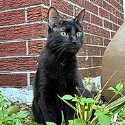 Salem Ross is registered to the contest to win money with this photo: black_cat, green_eyes, brick_wall, clay_pot, plants, greenery, outdoor, animal, pet, nature, curious, feline, whiskers, sitting, garden, close_up, texture, mammal, alert, portrait