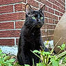 black_cat, green_eyes, brick_wall, clay_pot, plants, greenery, outdoor, animal, pet, nature, curious, feline, whiskers, sitting, garden, close_up, texture, mammal, alert, portrait