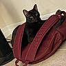 Salem Ross joined the competition — help win amazing prizes! cat, black_cat, backpack, indoor, tile_floor, standing_fan, curious, pet, animal, green_eyes, corner, maroon, fabric, floor, domestic_cat, feline, resting, looking, cozy, wall