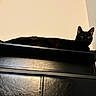 Salem Ross joined the competition — help win amazing prizes! black_cat, cat, feline, pet, animal, indoor, shelf, furniture, resting, looking, curious, black, eyes, ears, quiet, minimalist, home, domestic, relaxed, loaf