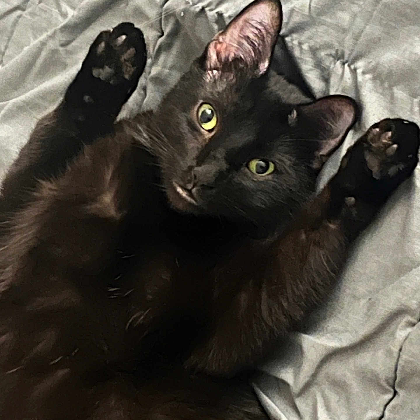 Salem Ross