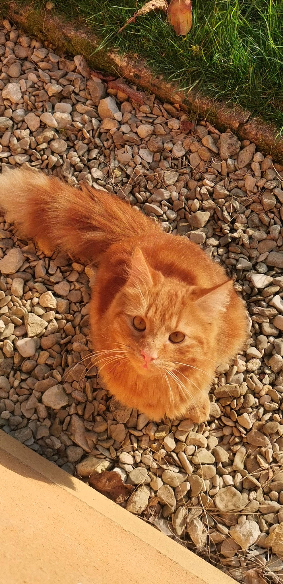 Mimi participe au concours pour gagner de l'argent avec cette photo : carnivore, cat, dog_breed, domestic_short_haired_cat, eye, fawn, felidae, flooring, fur, grass, leaf, organism, plant, road_surface, small_to_medium_sized_cats, snout, tail, terrestrial_animal, whiskers, wood