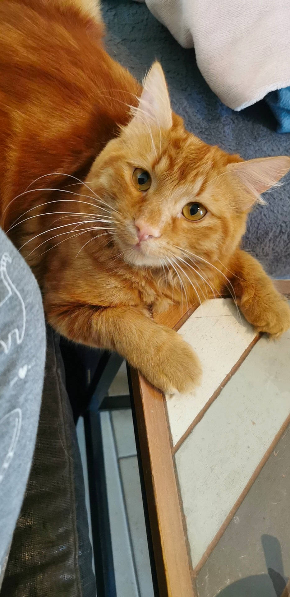 Mimi participe au concours pour gagner de l'argent avec cette photo : cardboard, carnivore, cat, claw, comfort, domestic_short_haired_cat, ear, fawn, felidae, fur, gesture, mammal, paw, small_to_medium_sized_cats, snout, tail, whiskers, wood