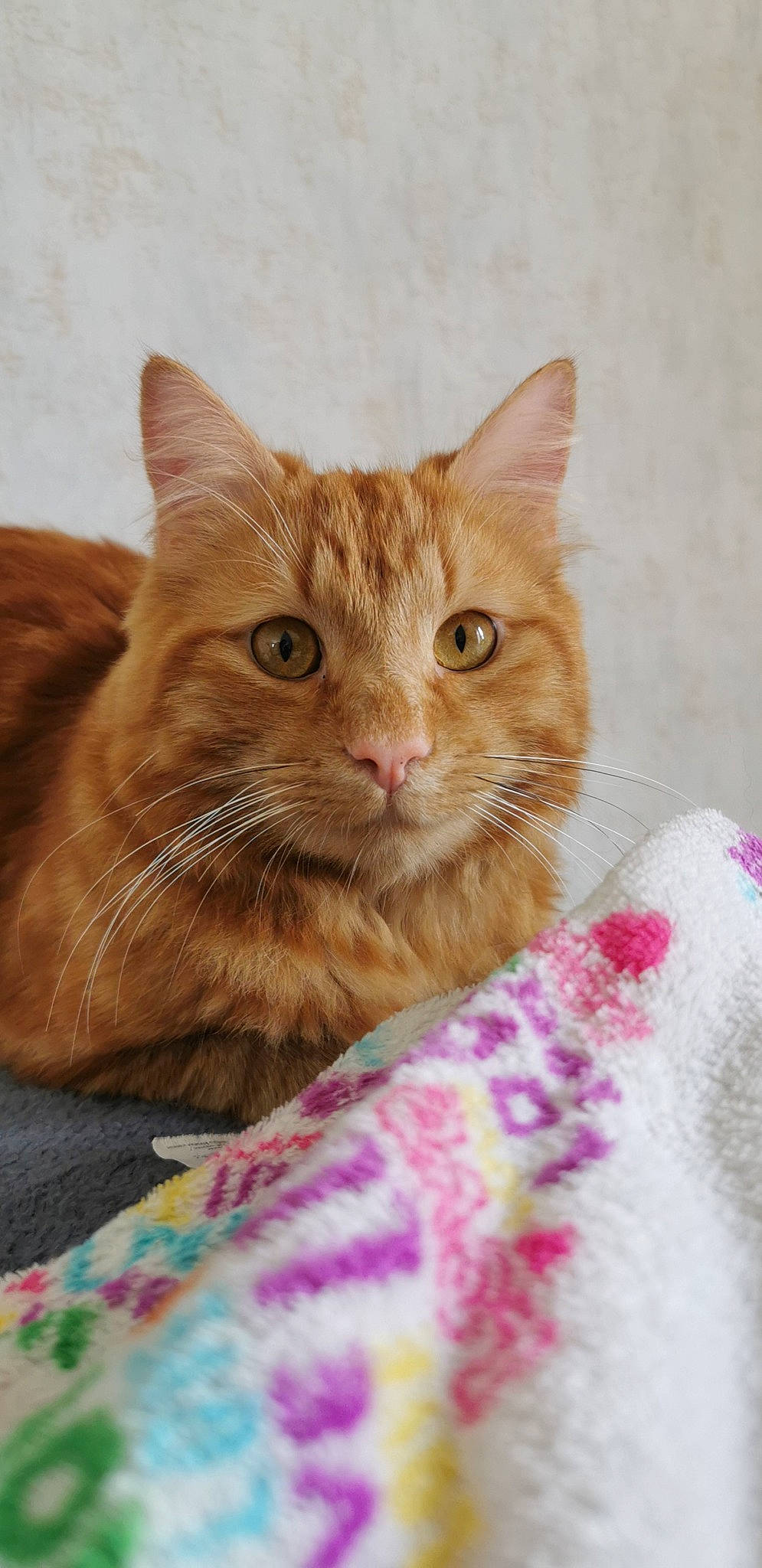 Mimi a rejoint le concours — aidez-le/la à gagner de superbes lots ! bed, carnivore, cat, claw, comfort, domestic_short_haired_cat, fawn, felidae, fur, linens, magenta, pattern, paw, small_to_medium_sized_cats, snout, whiskers, window