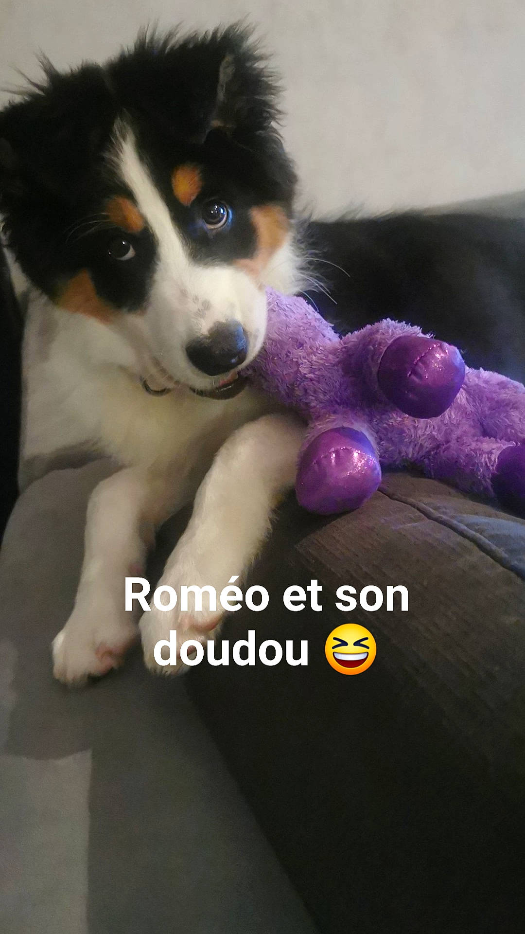Roméo participe au concours pour gagner de l'argent avec cette photo : ball, canidae, carnivore, companion_dog, dog, dog_breed, dog_supply, dog_toy, fur, herding_dog, paw, photo_caption, photography, snout, sporting_group, stuffed_toy, toy, toy_dog, whiskers, working_dog