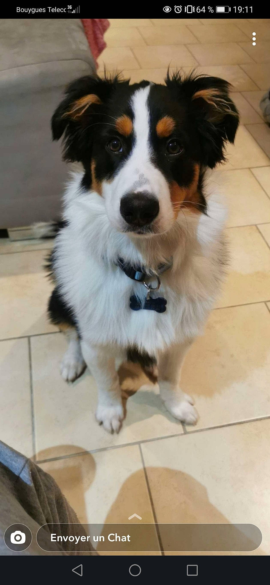 Roméo a rejoint le concours — aidez-le/la à gagner de superbes lots ! ancient_dog_breeds, canidae, carnivore, companion_dog, dog, dog_breed, flooring, fur, herding_dog, sporting_group, whiskers, working_animal, working_dog