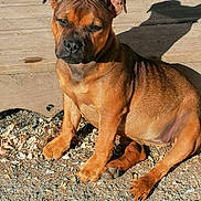 Viky a rejoint le concours — aidez-le/la à gagner de superbes lots ! animal, boxer, bulldog, canine, dog, frenchbulldog, gravel, hound, labradorretriever, pebble, pet, pitbull, pug, puppy, road, rock, snout, soil, wood