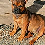 animal, boxer, bulldog, canine, dog, frenchbulldog, gravel, hound, labradorretriever, pebble, pet, pitbull, pug, puppy, road, rock, snout, soil, wood