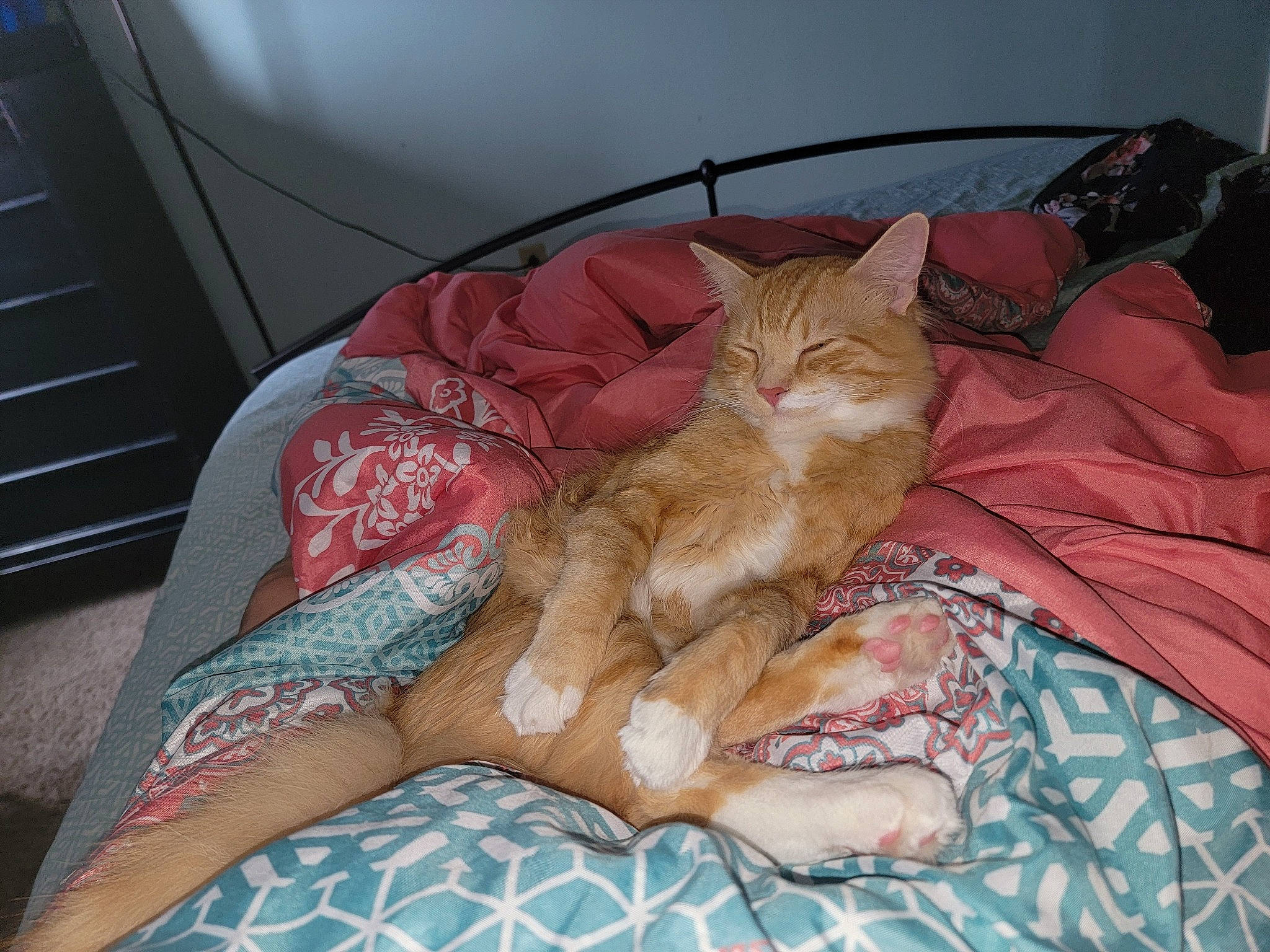 Ralphie is registered to the contest to win money with this photo: bed, bed_sheet, bedding, carnivore, cat, comfort, domestic_short_haired_cat, fawn, felidae, foot, fur, human_leg, lap, linens, nap, paw, small_to_medium_sized_cats, tail, thigh, whiskers