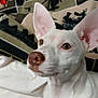 dog, white_dog, large_ears, brown_nose, pet, indoor, blanket, us_army_blanket, fabric, curious, attentive, close_up, portrait, animal, companion, household, domestic, sitting, cute, fur