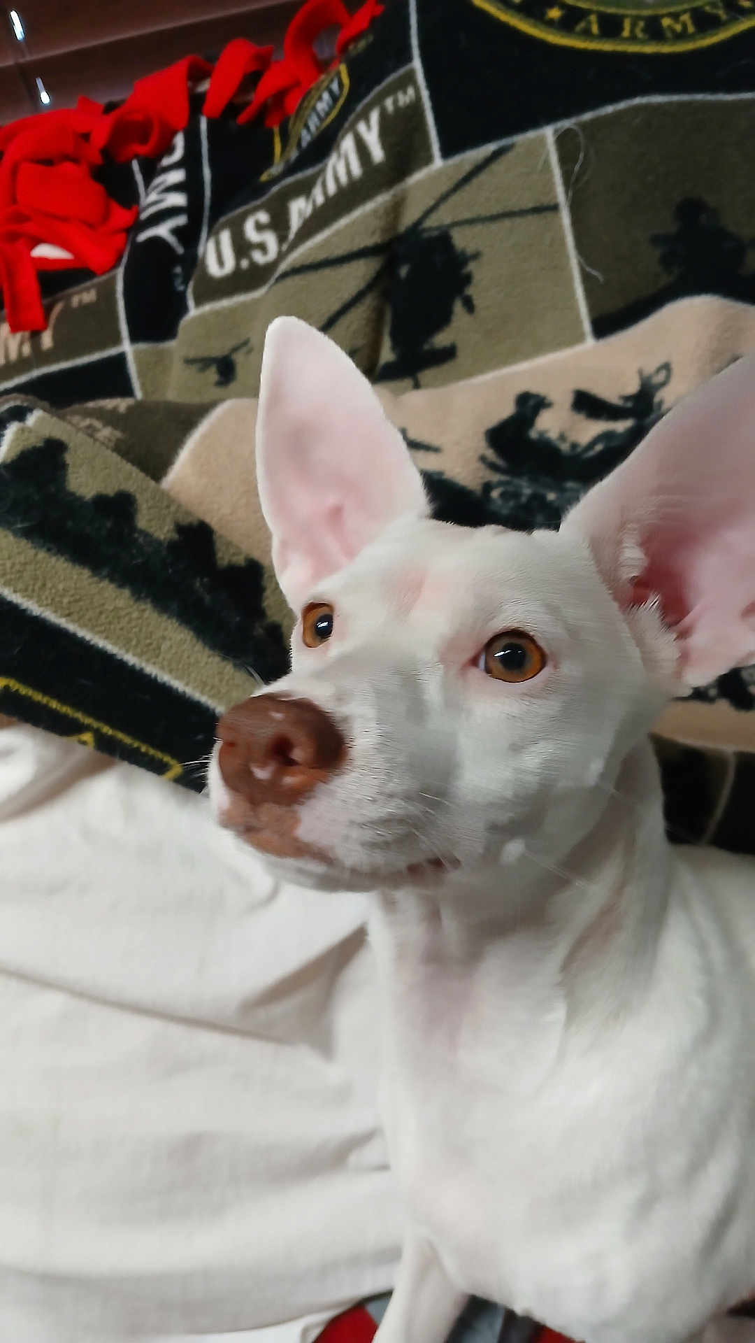 Willow is registered to the contest to win money with this photo: dog, white_dog, large_ears, brown_nose, pet, indoor, blanket, us_army_blanket, fabric, curious, attentive, close_up, portrait, animal, companion, household, domestic, sitting, cute, fur
