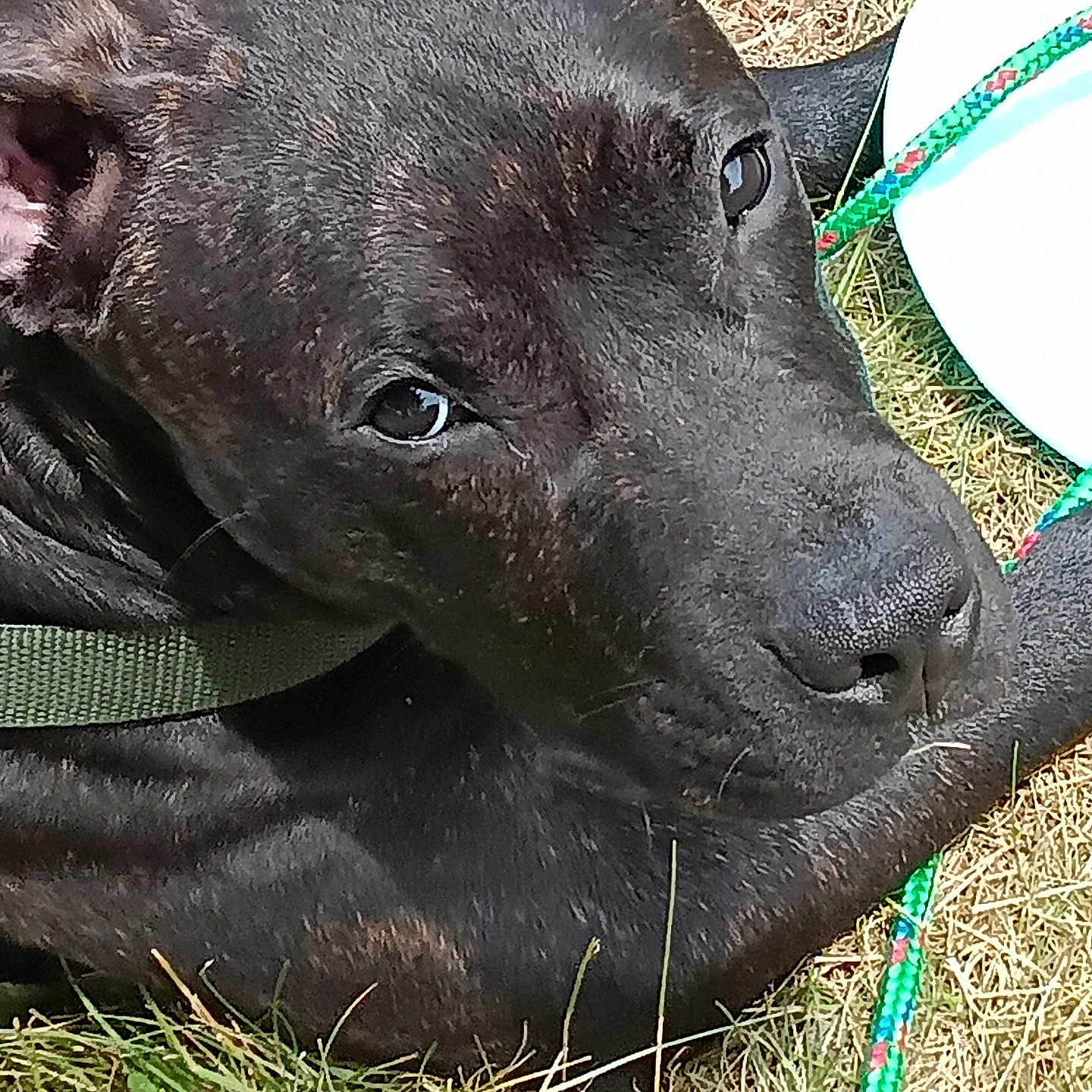 Blackie
