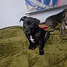 puppy, dog, black_dog, sitting, couch, green_blanket, indoor, pet, animal, canine, short_hair, white_chest, floppy_ears, dark_fur, portrait, home, furniture, companions, camera_watermark, date_stamp