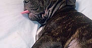 Blackie joined the competition — help win amazing prizes! dog, sleeping, brindle, short_hair, wrinkles, tongue_out, closed_eyes, bed, pillow, blanket, indoors, pet, resting, relaxed, cozy, portrait, close_up, animal, brown, black