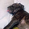 dog, sleeping, brindle, short_hair, wrinkles, tongue_out, closed_eyes, bed, pillow, blanket, indoors, pet, resting, relaxed, cozy, portrait, close_up, animal, brown, black