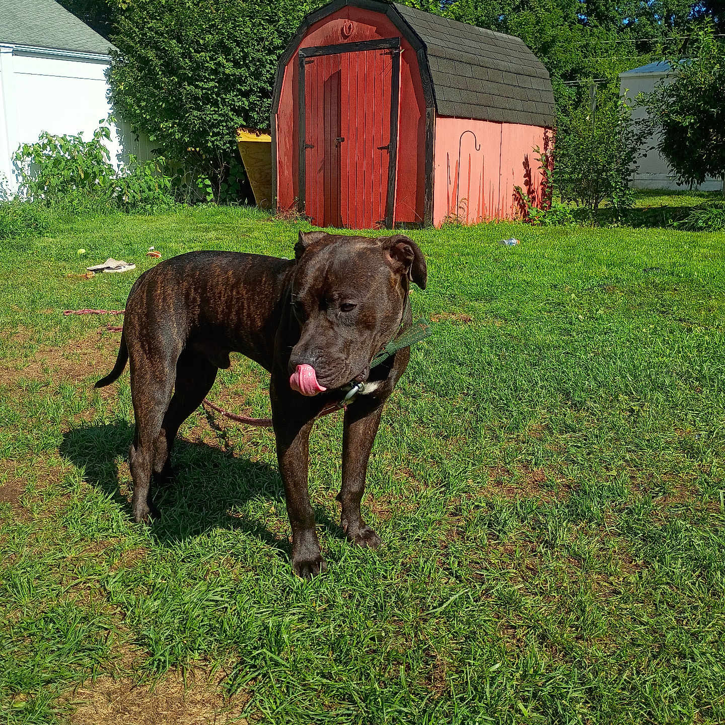 Blackie