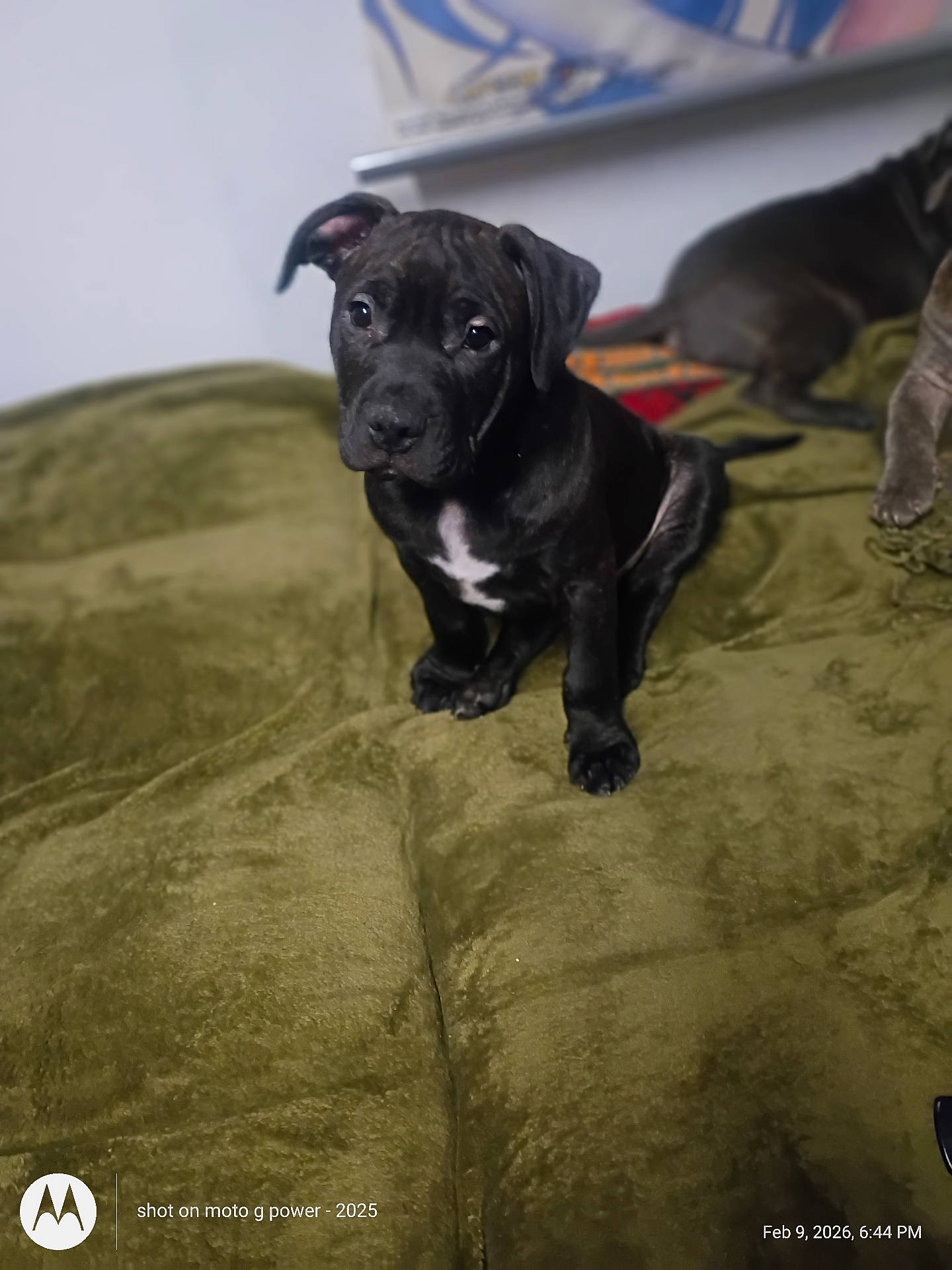 Blackie joined the competition — help win amazing prizes! animal, bed, black_dog, blanket, close_up, cute, dog, floppy_ears, furniture, green_blanket, home, indoor, looking_at_camera, pet, photography, portrait, puppy, second_dog, sitting, white_chest