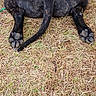 Blackie joined the competition — help win amazing prizes! dog, black_dog, animal, pet, lying_down, paws, claws, fur, grass, dry_grass, outdoors, yard, ground, play_toy, relaxed, sleeping, resting, closeup, body, nature