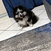 Zeus joined the competition — help win amazing prizes! animal, black_and_white, blue_curtain, companion, couch, curtain, cute, dog, fluffy, fur, gray_couch, happy, indoor, pet, pomeranian, puppy, sitting, small_dog, smiling, tile_floor