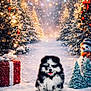 Zeus joined the competition — help win amazing prizes! animal, black_and_white, christmas_tree, cute, decorations, festive, fluffy, gift_box, happy, holiday, lights, outdoor, path, puppy, scenic, seasonal, snow, snowman, trees, winter