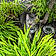 Abby My Tabby